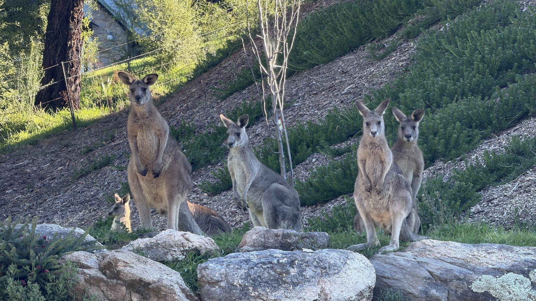 Kangaroos on the rock wall beside the camp