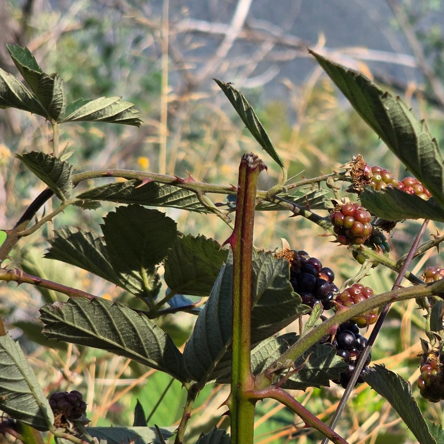 Wild berries in the valley