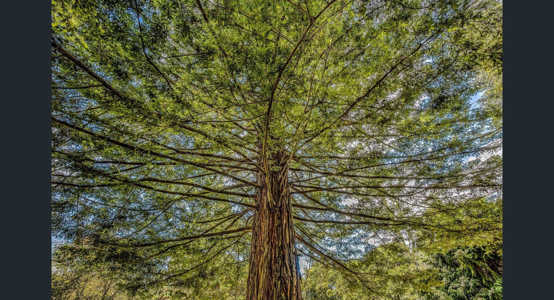 Looking up into a huge old tree on the property