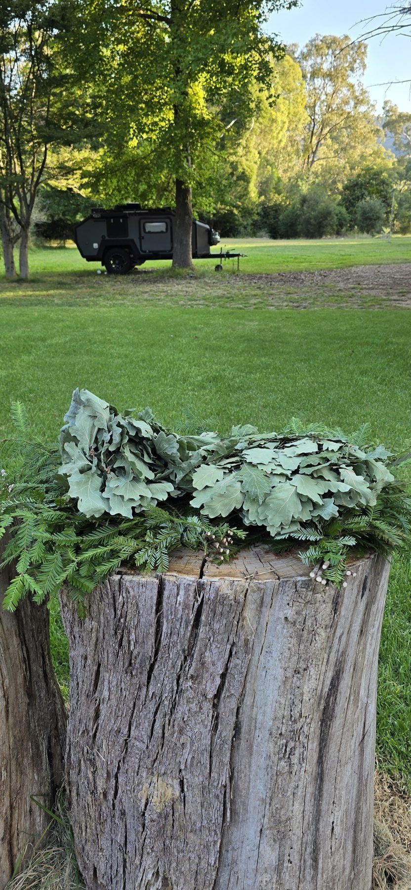 Oak sauna whisks (veniks) laid out on a log, ready for parenie