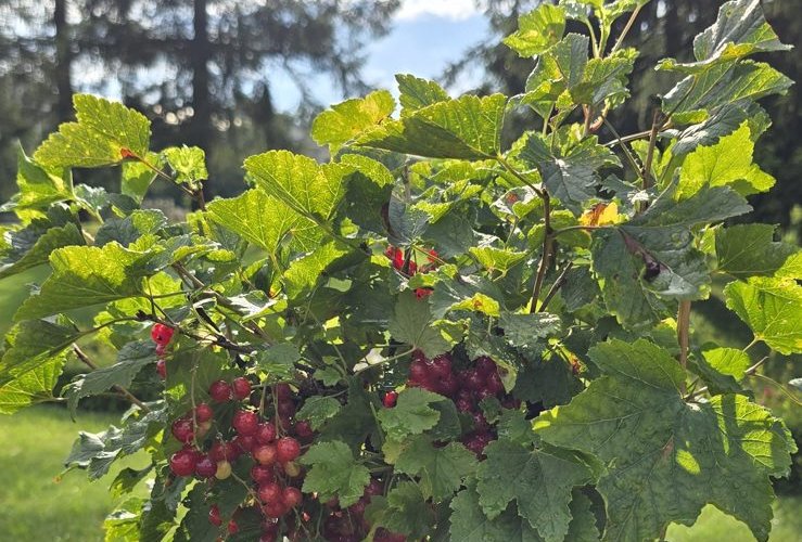 Red currants ripening in the sun — the Alpine Valleys are fruit and wine country