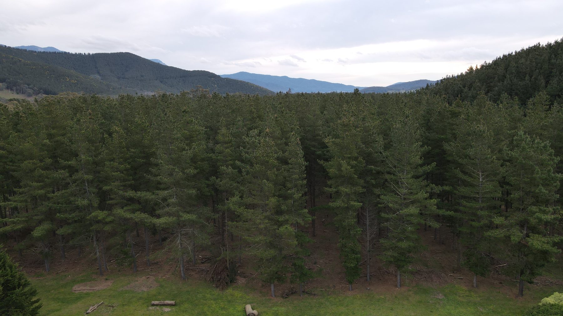 The pine forest at the back of our Bright property, the mountains behind