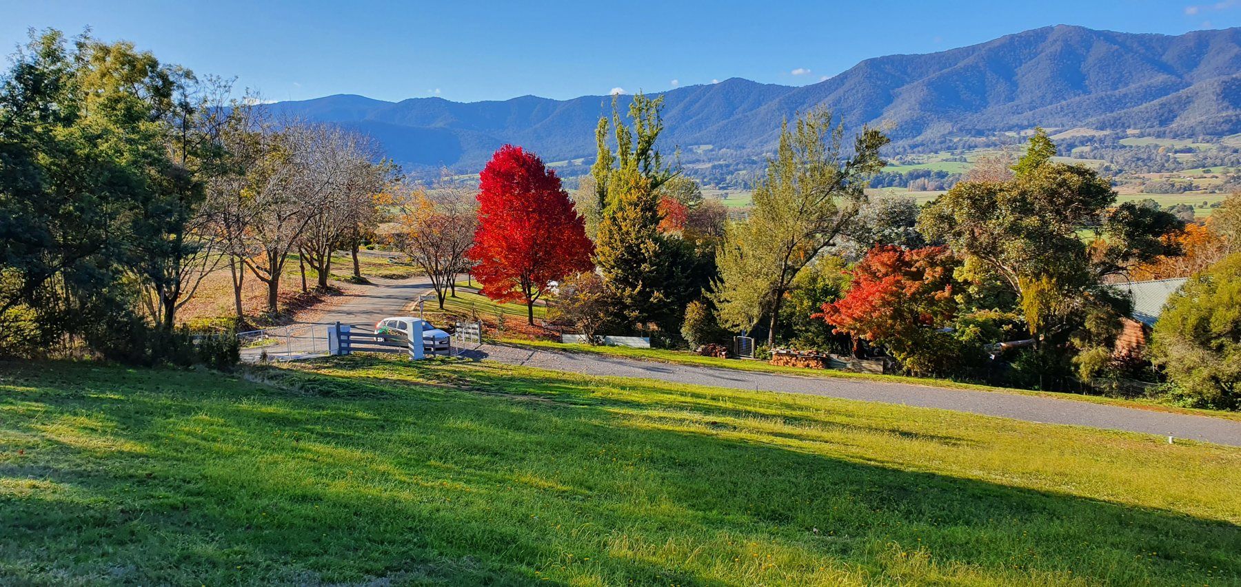 Autumn colour in the paddock with the mountains behind