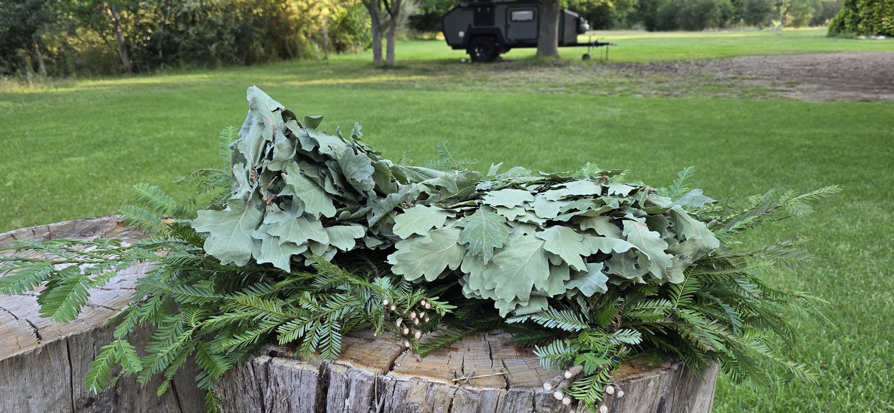 Oak sauna whisks (veniks) laid out on a log, ready for parenie