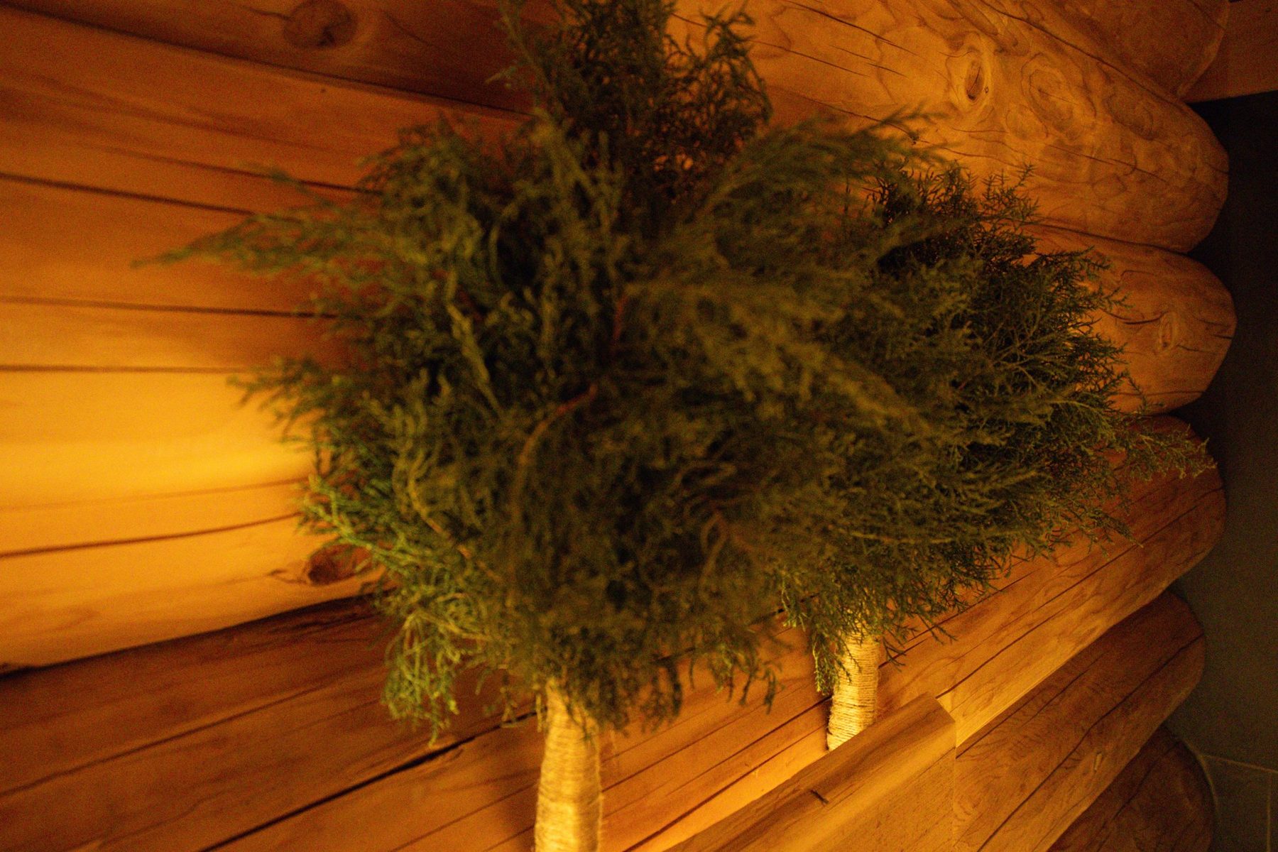 Fresh oak sauna whisks (veniks) for parenie hanging on the log wall of the banya